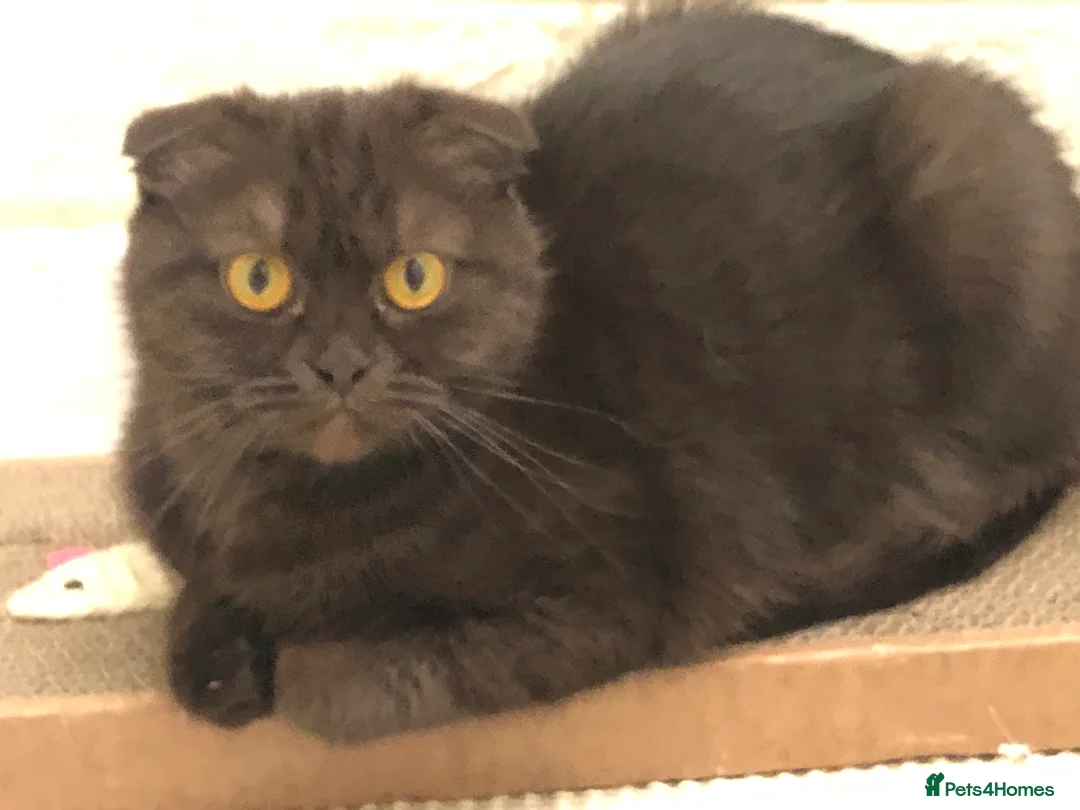 Scottish Fold cats for sale: 🐾 Rare Chocolate Beauty in Edinburgh 🏡 - Advert 10