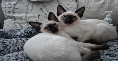 Siamese cats - Advert 1