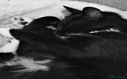 European cats for sale: Hope🐱 - Image 6