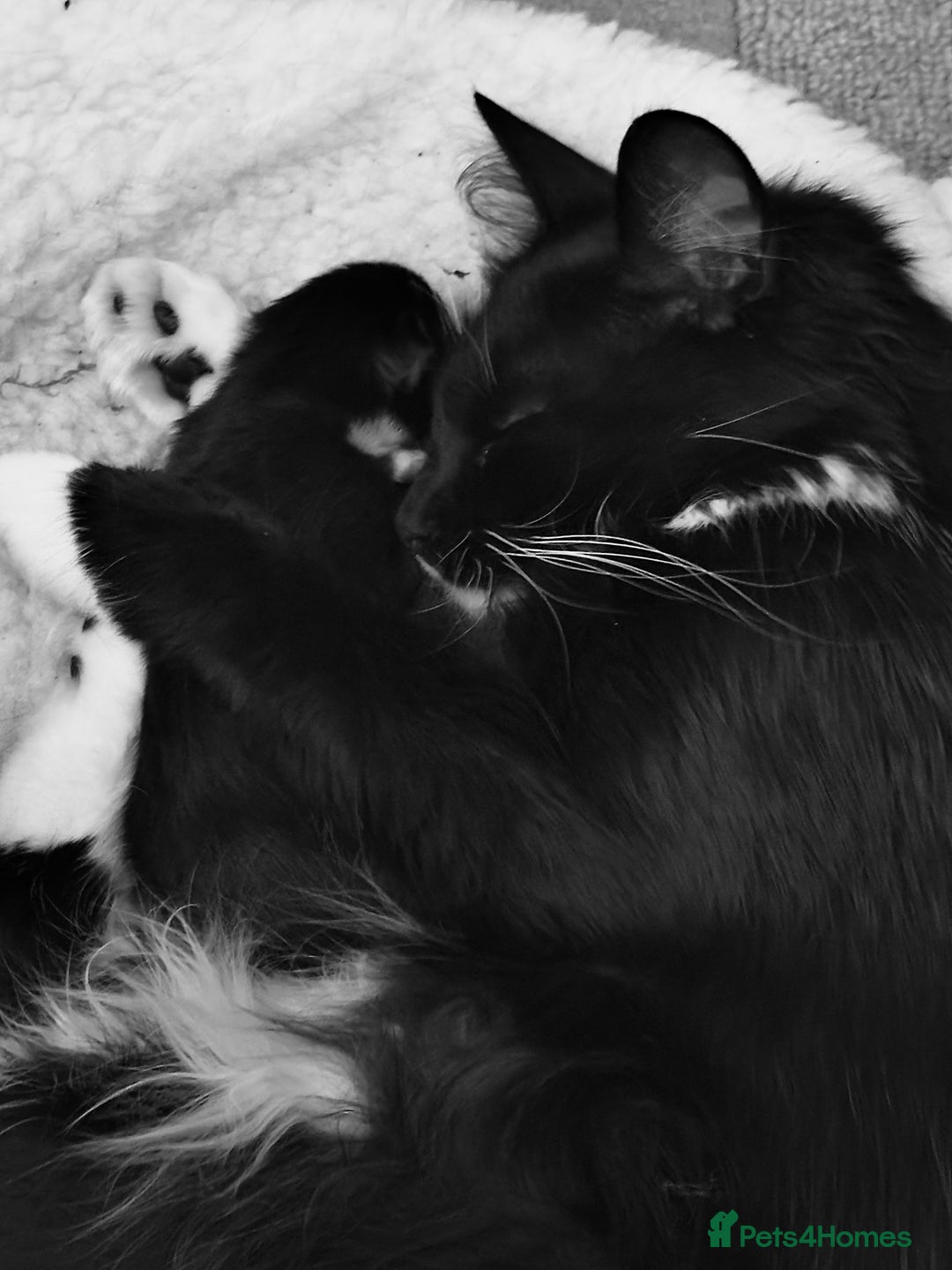 European cats for sale: Hope🐱 - Image 6