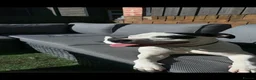Staffordshire Bull Terrier dogs for sale: Staffordshire bull terrier - Advert 26