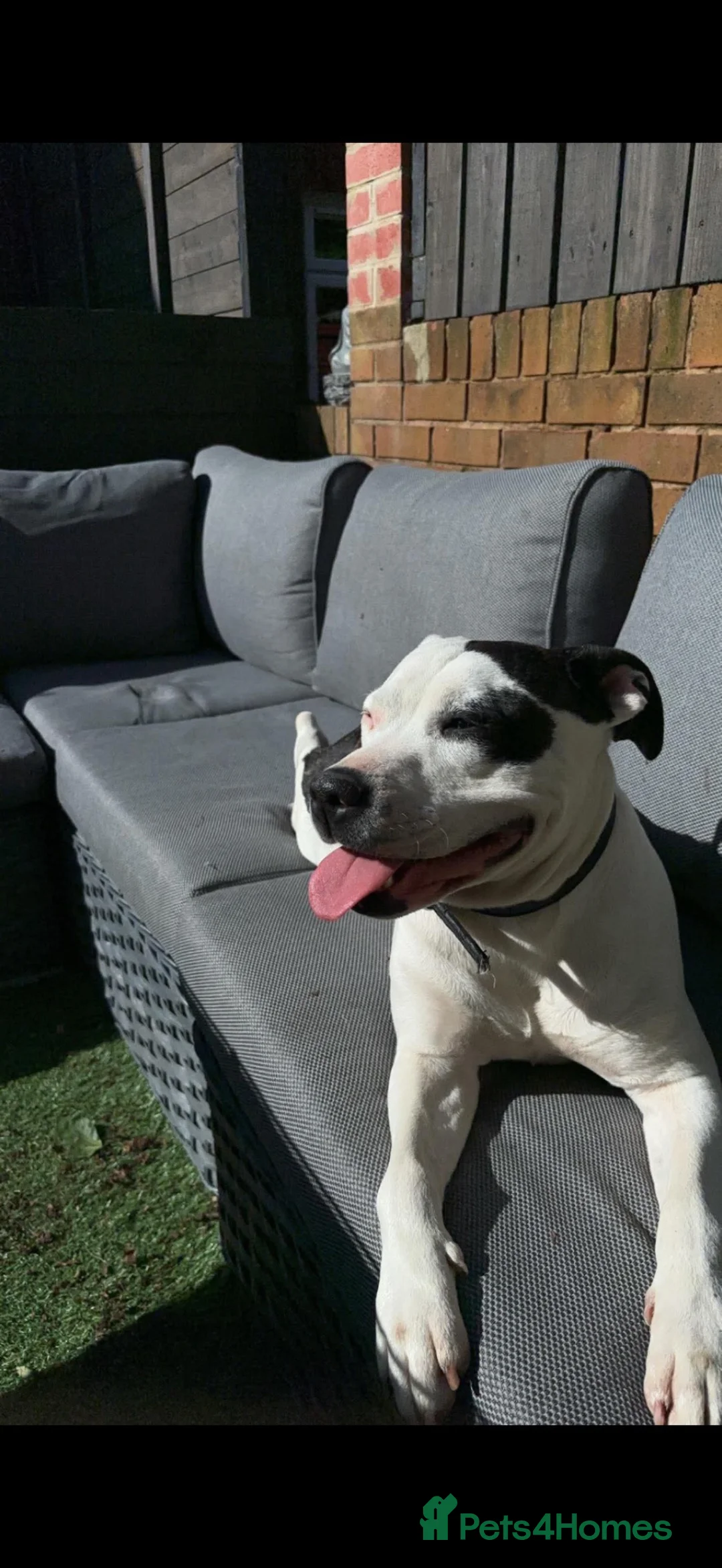 Staffordshire Bull Terrier dogs for sale: Staffordshire bull terrier - Advert 26