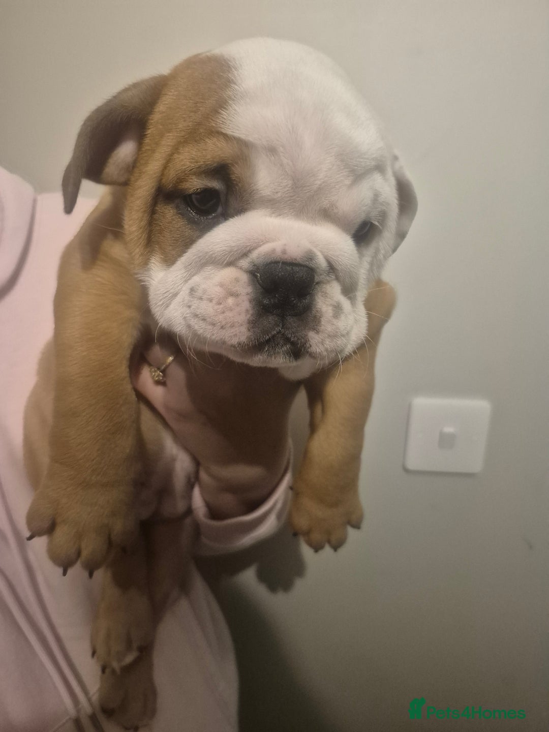 English Bulldog dogs for sale: English Bulldog Puppies  - Image 11