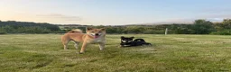 Japanese Shiba Inu dogs for sale: ONE REMAINING Shiba Inu puppy  - Advert 1
