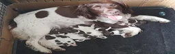 English Springer Spaniel dogs for sale: Gorgeous English Springer Spaniels Puppies - Advert 30