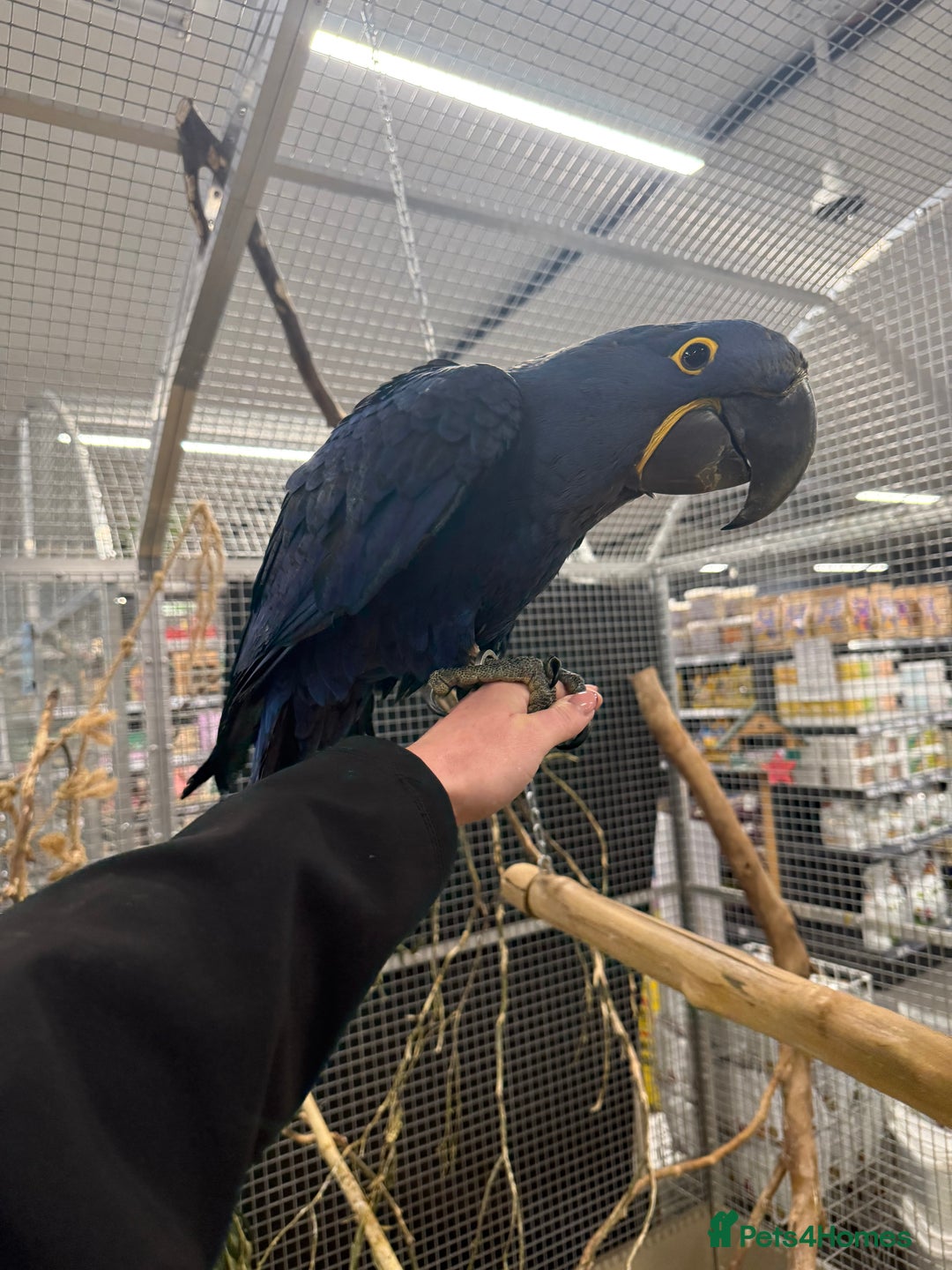 Macaws birds for sale: Beautiful Baby Handreared Hyacinth Macaw  - Advert 5