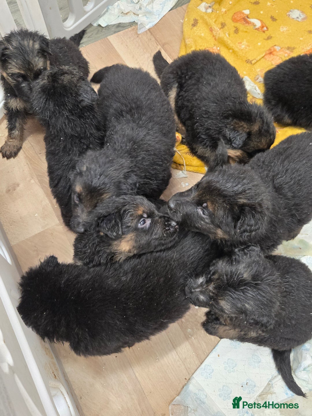 German Shepherd dogs for sale: German shepherd pups  - Advert 6