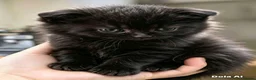 Scottish Fold cats for sale: Scottish fold kittens 6 wks old - Advert 5