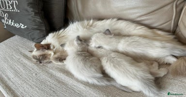 Birman cats - Advert 7