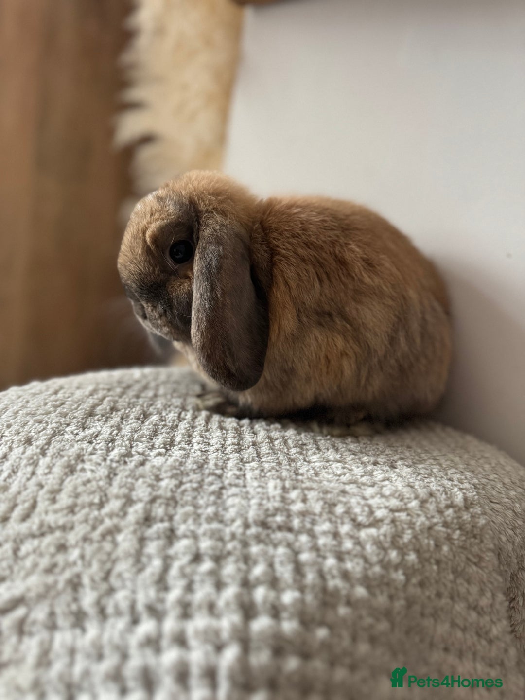 Mini Lop rabbits for sale: Pure Bred Mini lops  - Image 6