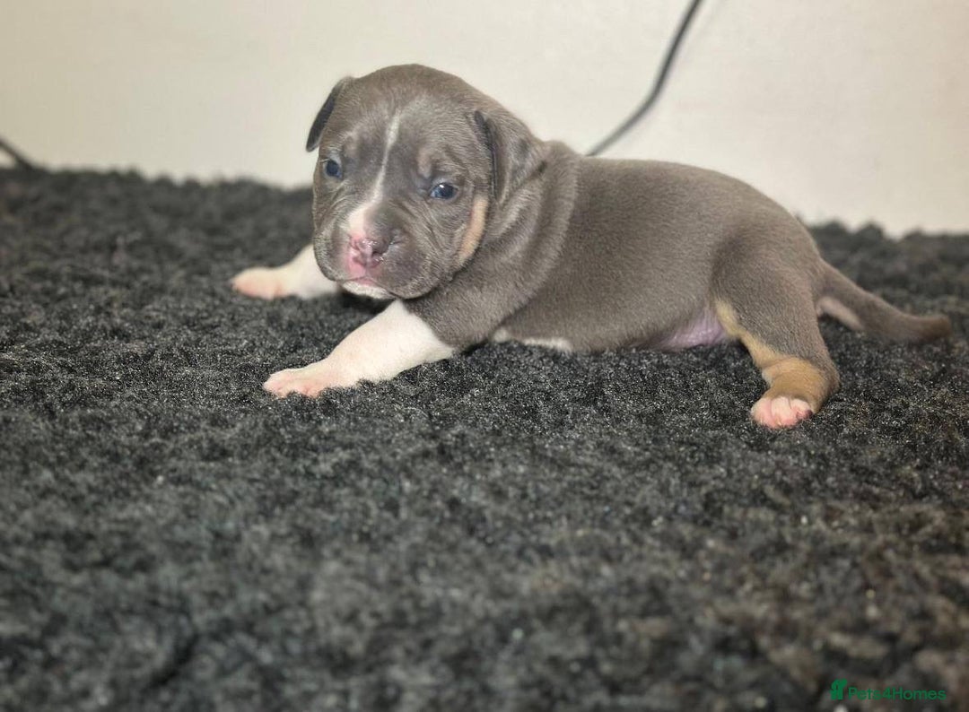 Mixed Breed dogs for sale: Olde Tyme Bulldog x American Staffordshire Pups - Image 7