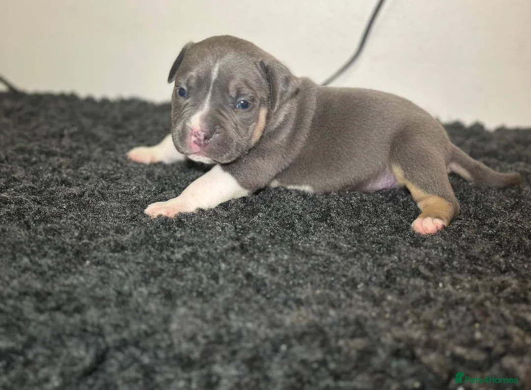 Mixed Breed dogs for sale: Olde Tyme Bulldog x American Staffordshire Pups - Advert 7