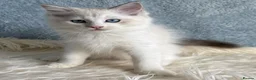 Ragdoll cats for sale: Beautiful Tica Register Kittens Ragdoll - Advert 22