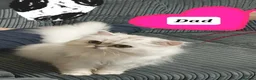 Persian cats for sale: Persian chinchilla  - Advert 2