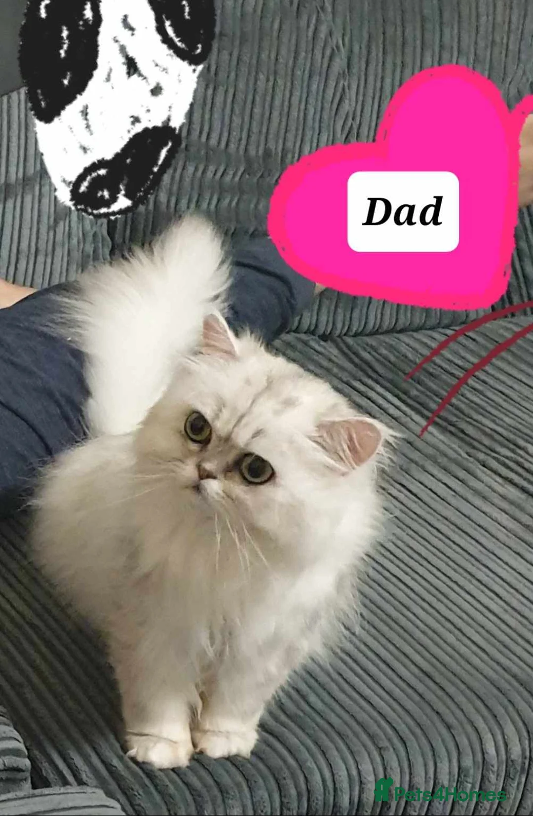 Persian cats for sale: Persian chinchilla  - Advert 2