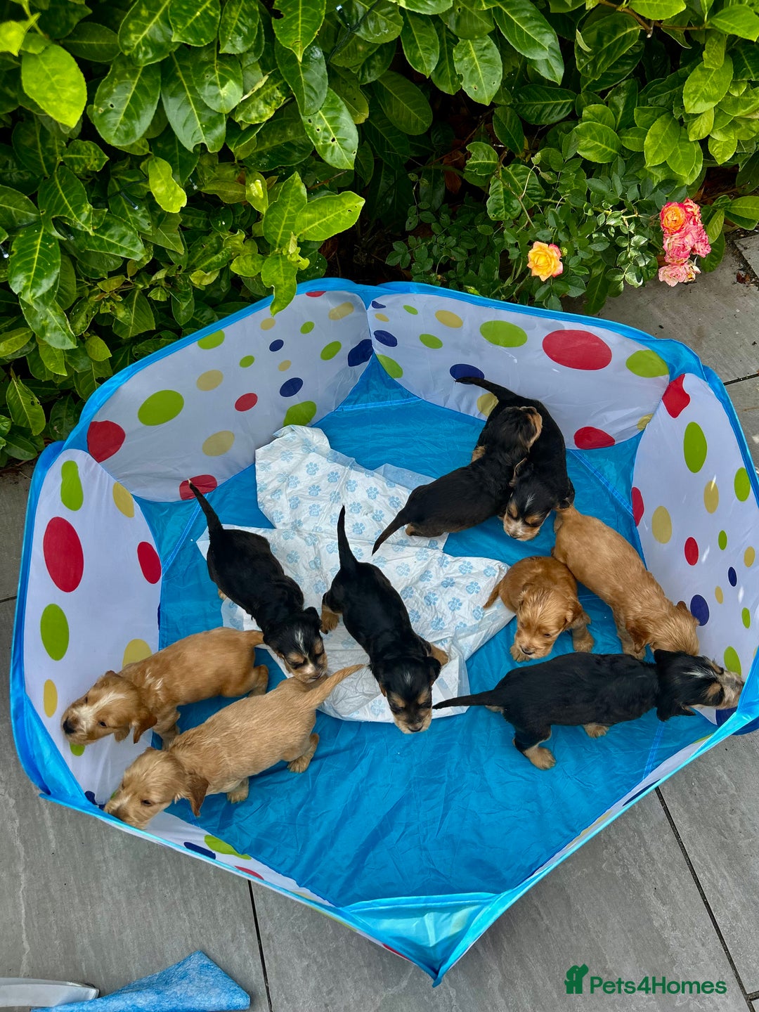 Cocker Spaniel dogs for sale: Kc registered beautiful show cocker puppies  - Image 18