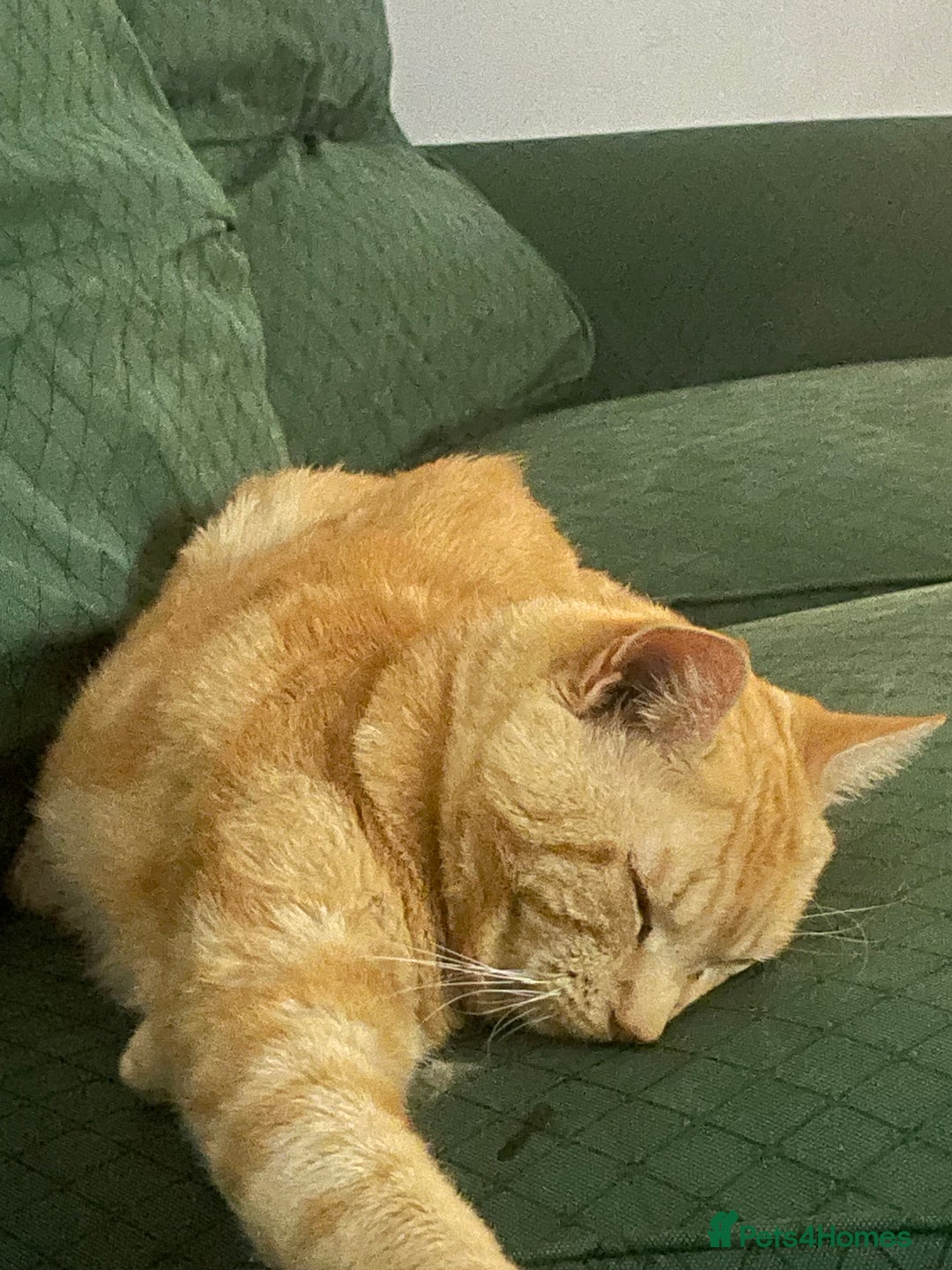 Mixed Breed cats for sale: Boots the blind cat - Advert 6