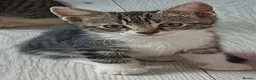 Asian cats for sale: Playful and beautiful Asian tabby kittens - Advert 8