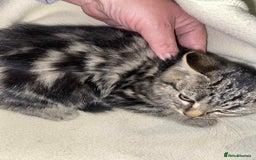 Mixed Breed cats for sale: Beautiful rag doll cross kittens - Image 13