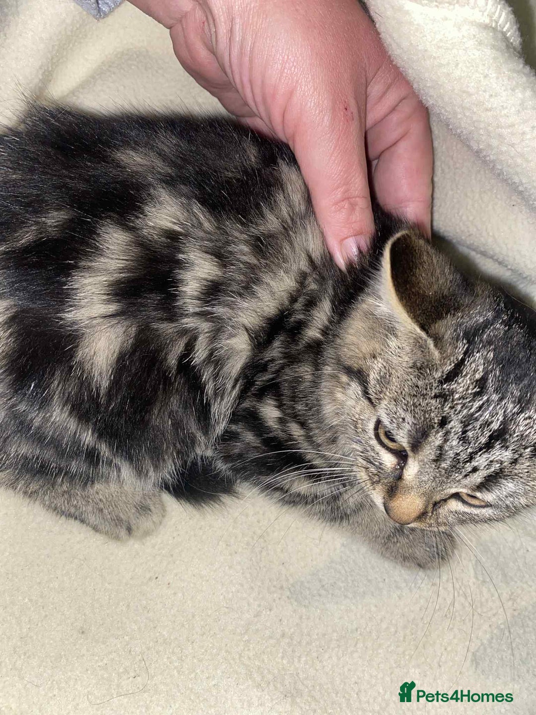 Mixed Breed cats for sale: Beautiful rag doll cross kittens - Image 13