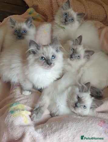 Ragdoll cats - Advert 2