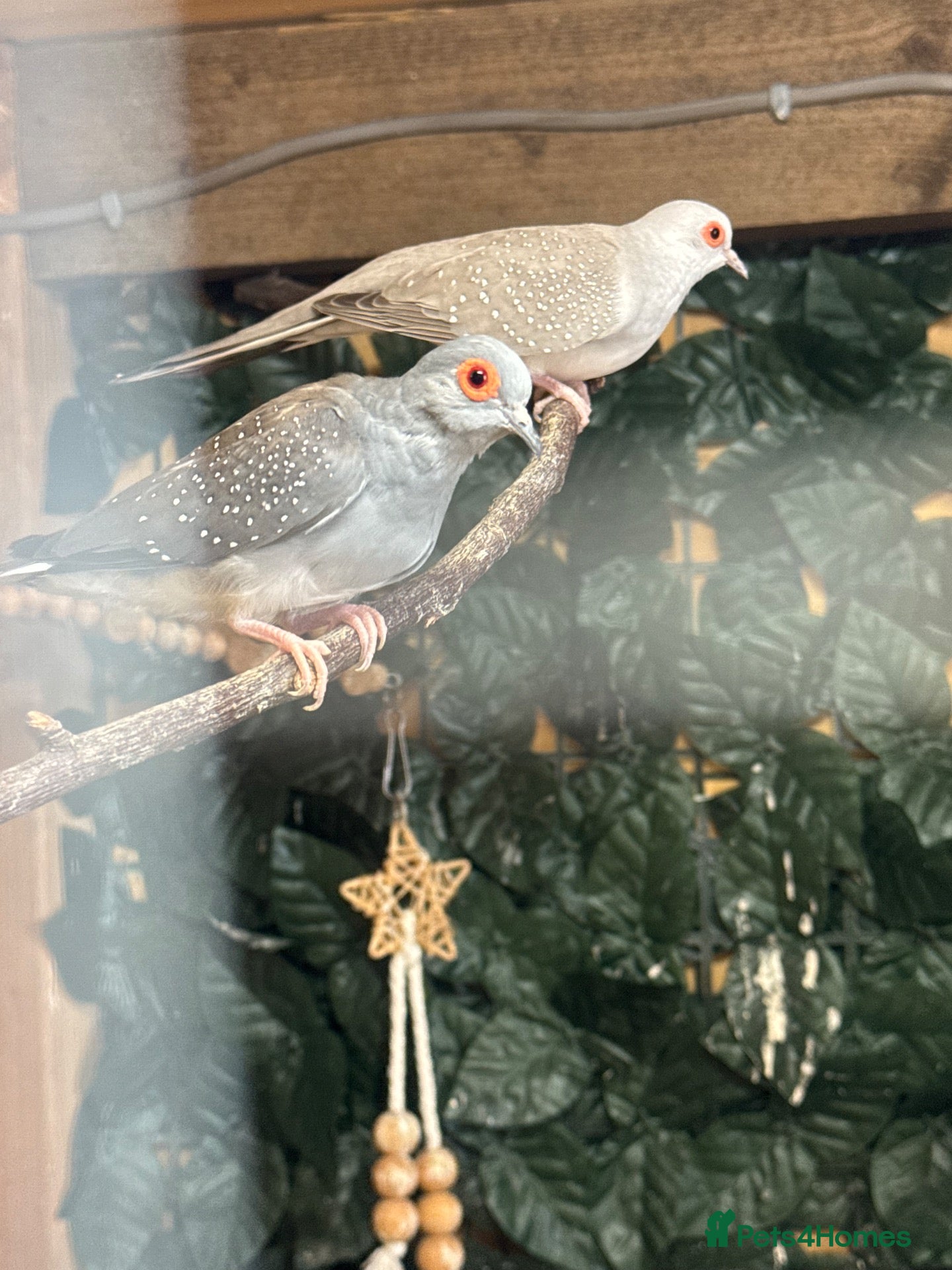 Doves birds Proven pair of diamond doves  - Advert 2