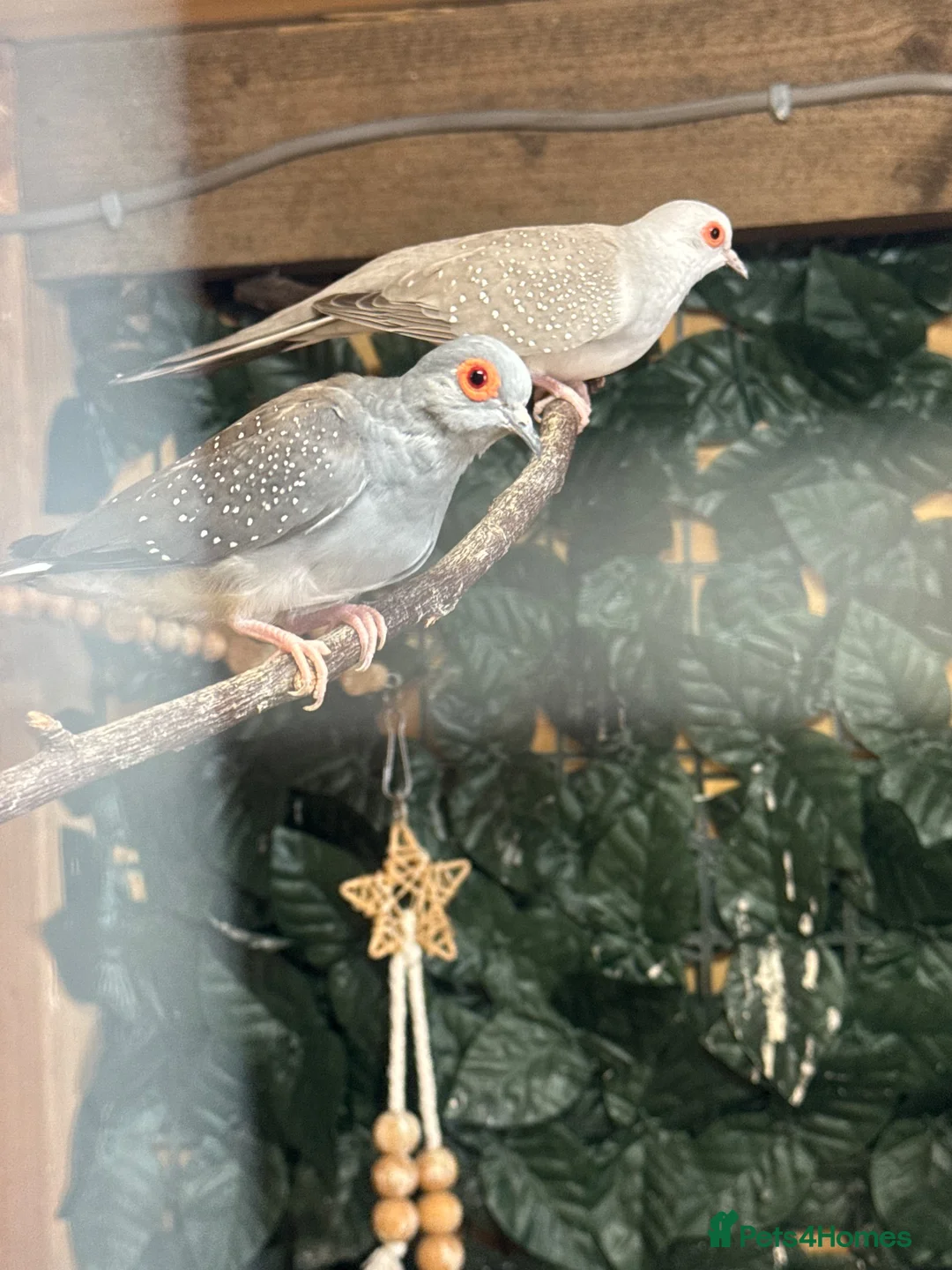 Doves birds for sale: Proven pair of diamond doves  in Tonbridge - Advert 1