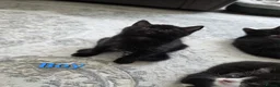Mixed Breed cats for sale: 5 beautiful kittens  - Advert 4