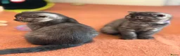 Scottish Fold cats for sale:  3 Full Pedigree Fold Girls        - Advert 20