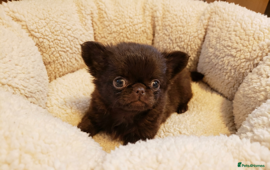 Chihuahua dogs for sale: XxQuality Chihuahua Chocolate Thai breeding pupsXx - Advert 30