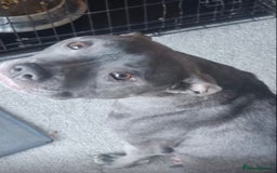 Mixed Breed dogs for sale: Staffordshire bull terrier cross whippet ready now - Image 10