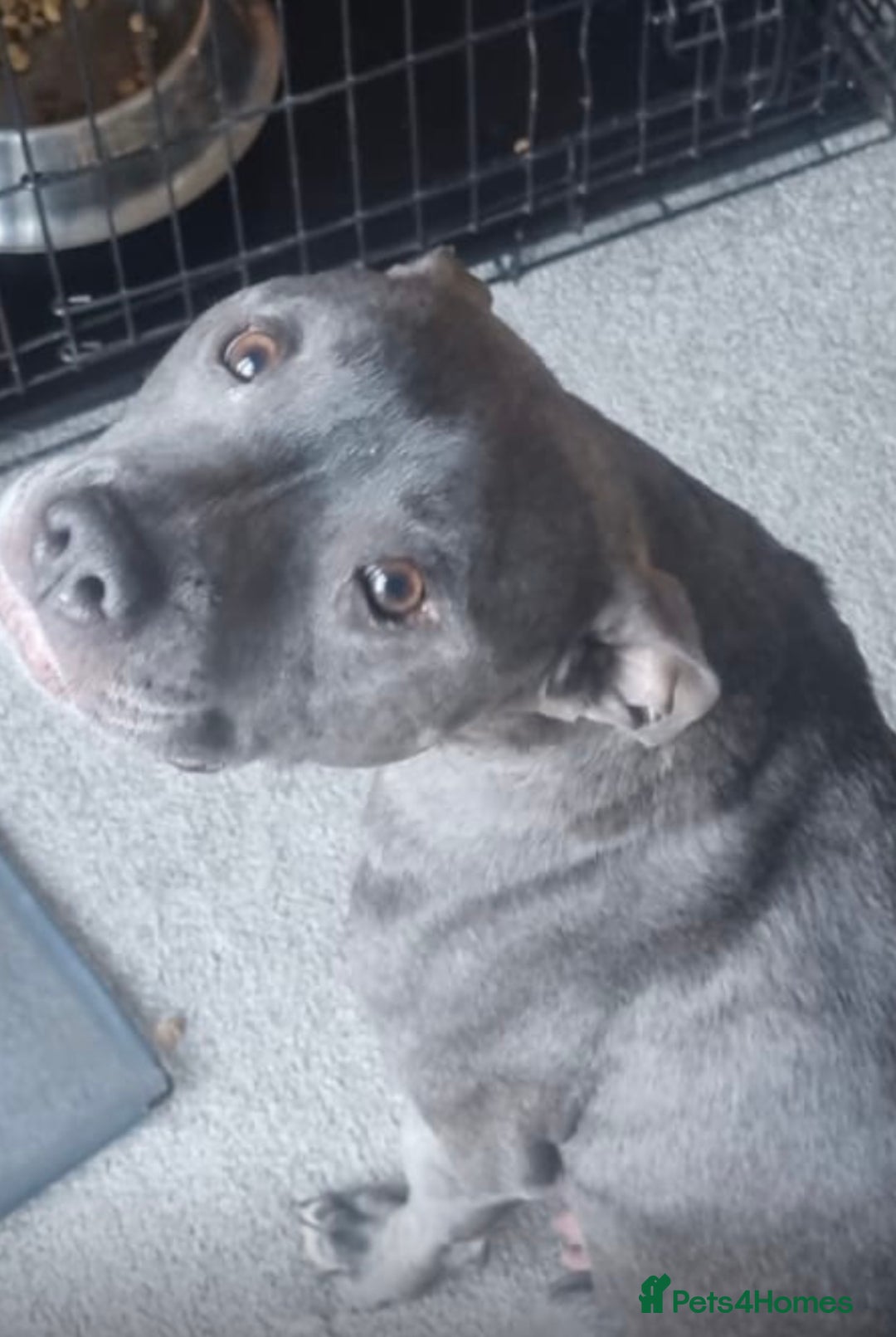 Mixed Breed dogs for sale: Staffordshire bull terrier cross whippet ready now - Image 10