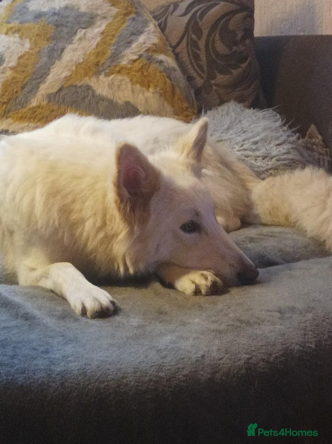 Mixed Breed dogs for sale: Northern Inuit x German shepherd puppies for sale  - Advert 18