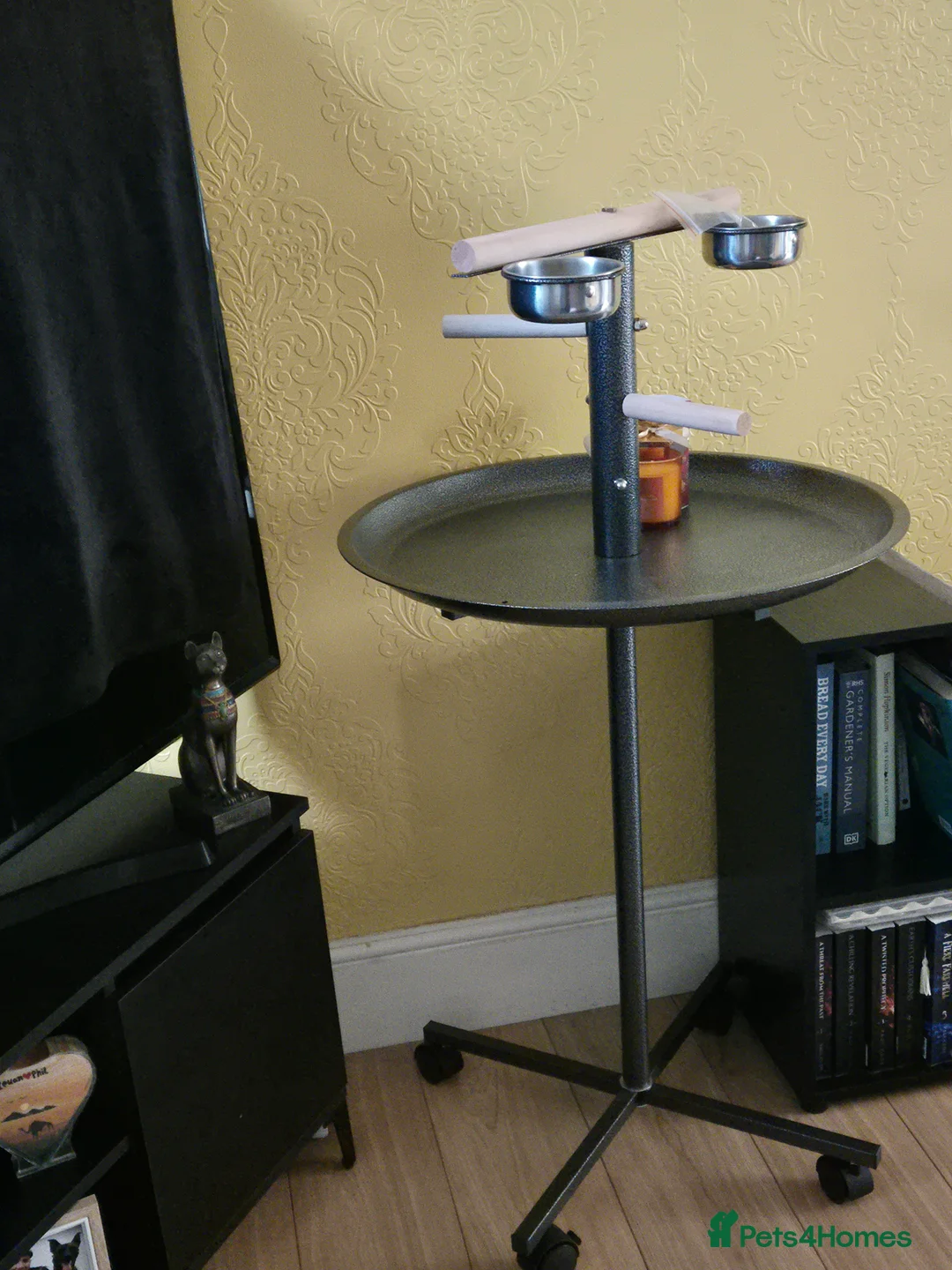 Parrots birds for sale: 8 month old Orange-winged Amazon  in Swansea - Advert 7