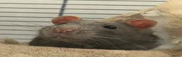 Rat rodents for sale: Male and female rats in Coventry - Advert 6