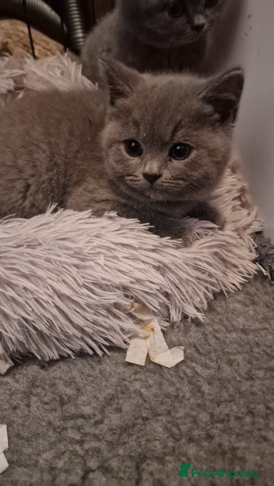 British Shorthair cats for sale: Gorgeous British short haired kittens  - Advert 2
