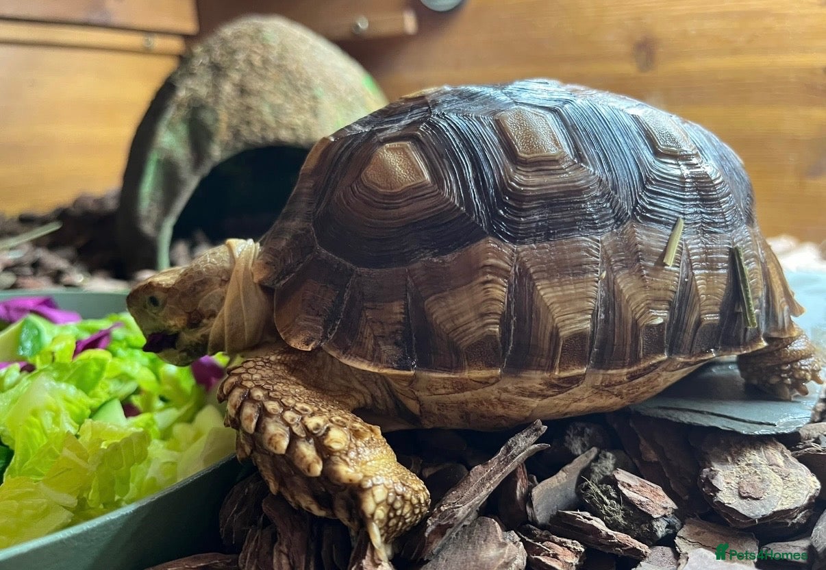 Tortoise reptiles Sulcata tortoise  - Advert 6