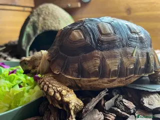 Tortoise reptiles Sulcata tortoise - Advert 1