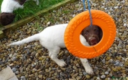 English Springer Spaniel dogs for sale: Gorgeous English Springer Spaniel Puppies  - Advert 16