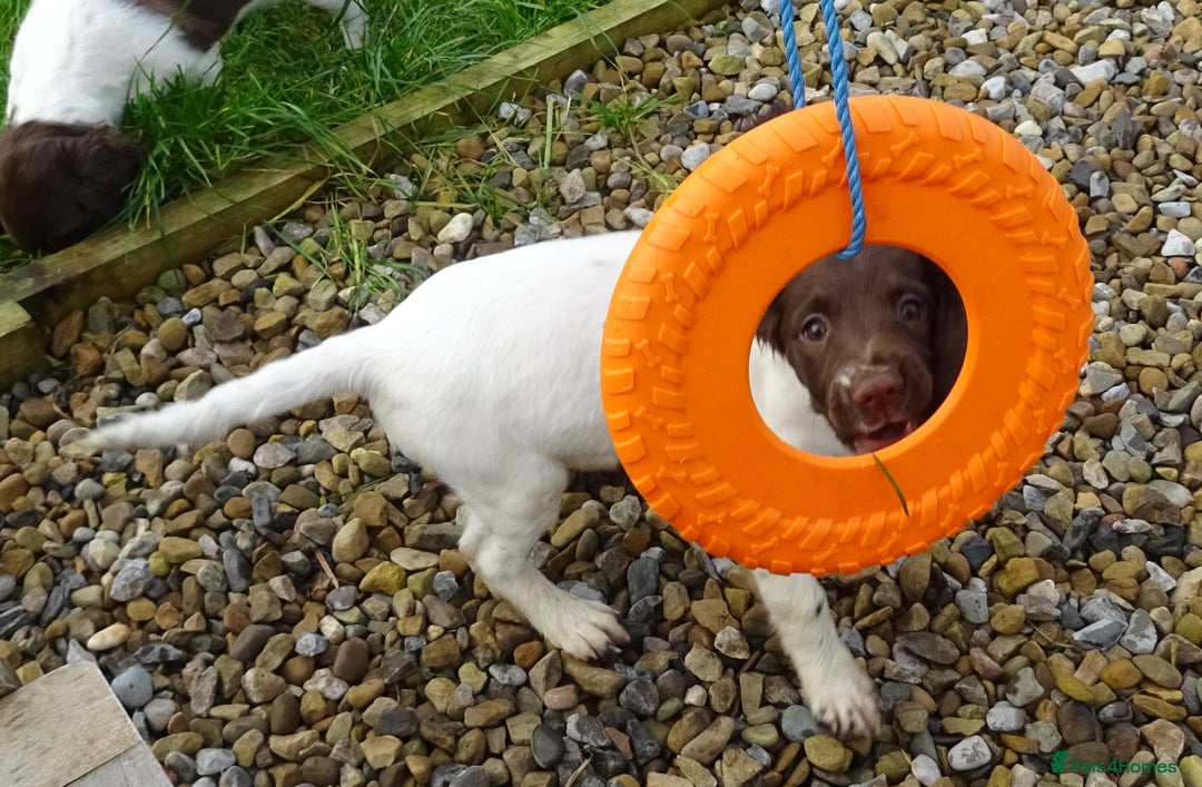 English Springer Spaniel dogs for sale: Gorgeous English Springer Spaniel Puppies  - Advert 16