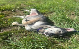 Mixed Breed dogs for adoption: Shirley - Norwich Norfolk  - Image 11