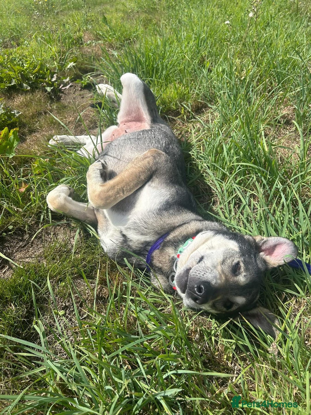 Mixed Breed dogs for adoption: Shirley - Norwich Norfolk  - Image 11