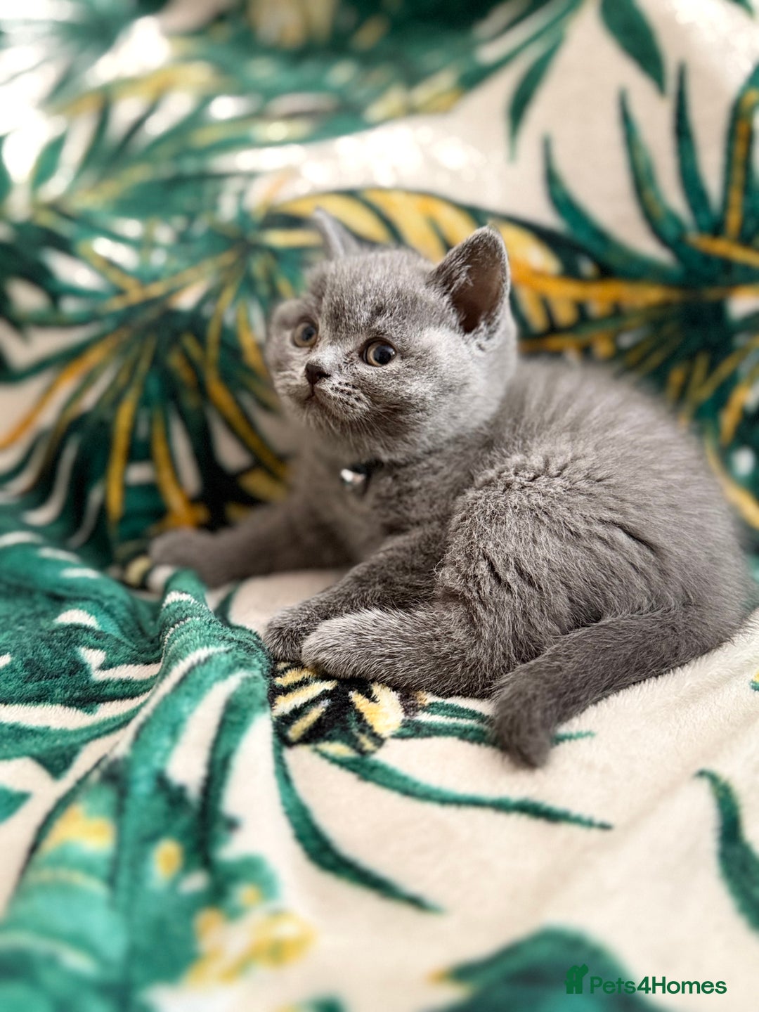 British Shorthair cats for sale: Healthy British shorthair kittens - Image 4