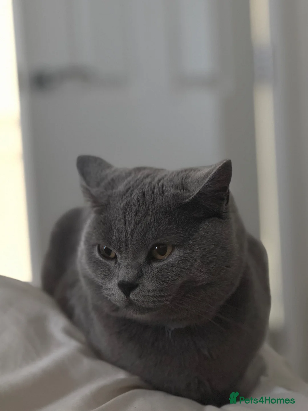 British Shorthair cats for sale: Katty  in Harwich - Advert 1