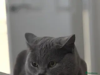 British Shorthair cats Katty - Advert 1