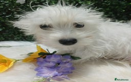 Miniature Schnauzer dogs for sale: Last beautiful boy  - Image 11