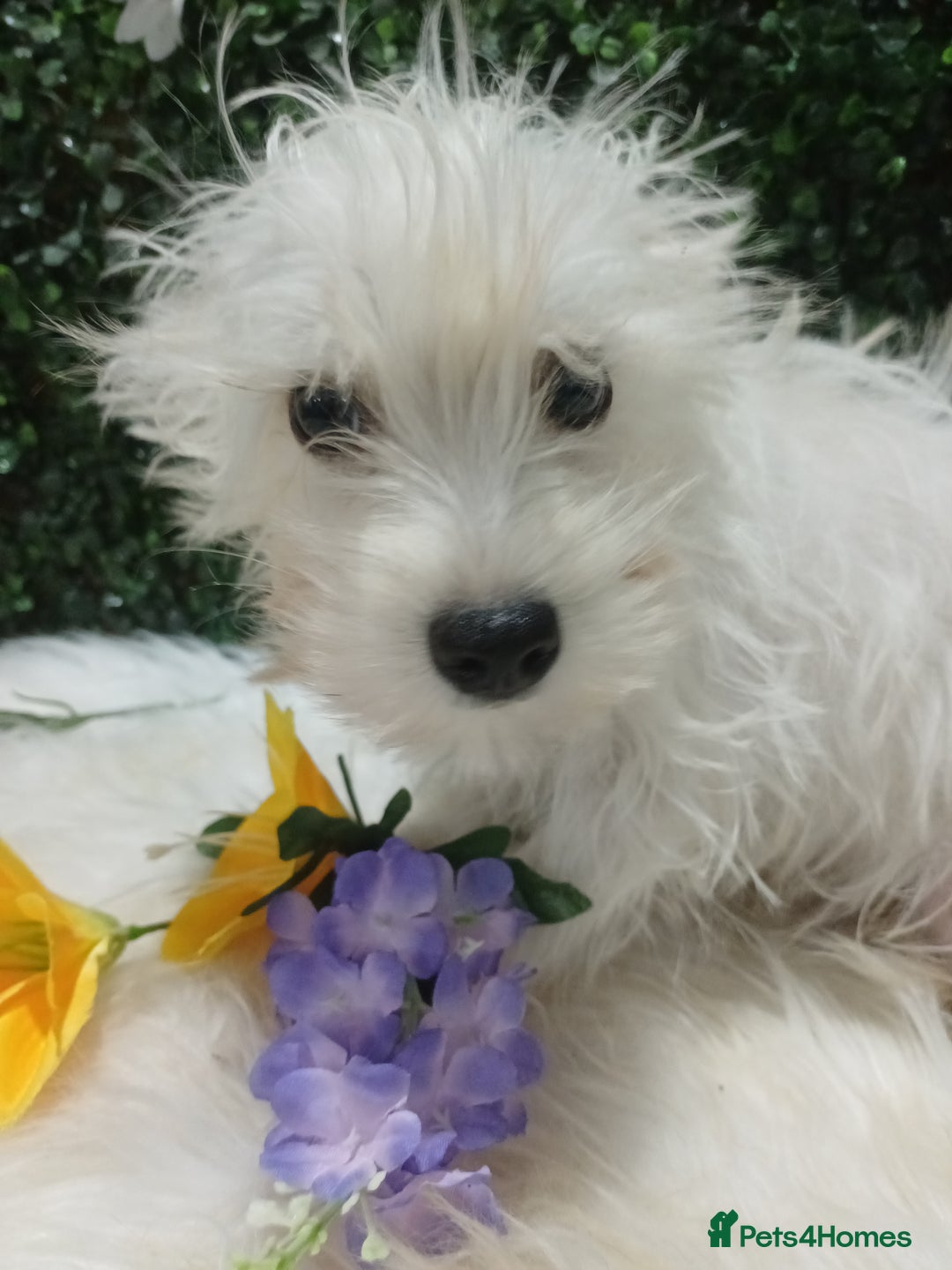 Miniature Schnauzer dogs for sale: Last beautiful boy  - Image 11
