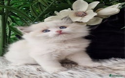 Ragdoll cats for sale: 🩷✨️Lovely Chunky EU kittens✨️🏆TICA Award cattery - Image 29