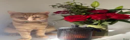 British Shorthair cats for sale: My 2 loving boys. - Advert 19