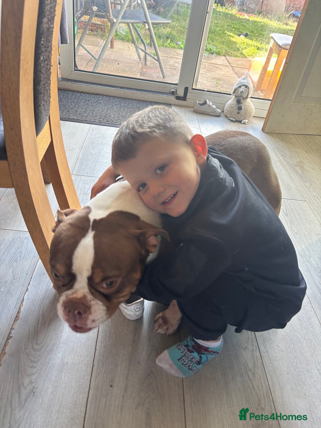 American Bully dogs for sale: Connie - Image 3